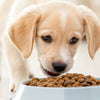 What Happens If You Give Your Puppy Adult Dog Food?