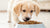 What Happens If You Give Your Puppy Adult Dog Food?