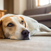 What Happens If Your Dog Doesn’t Get Enough Exercise?