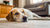 What Happens If Your Dog Doesn’t Get Enough Exercise?