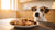 What Happens If Your Dog Eats a Chocolate Chip Cookie?-140929204463