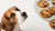 What Happens if Your Dog Eats Chocolate Chip Cookies-140925599983