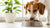 What Happens if Your Dog Eats Fish Food? Understanding the Risks and Safeguards-140297601263