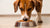 What Happens to a Dog If It Eats Cat Food? A Comprehensive Guide for Pet Owners