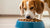 What Happens to Dogs When They Eat Cat Food: Understanding the Effects and Risks