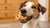 What Happens When a Dog Eats a Chocolate Chip Cookie?-141102776559