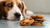 What Happens When a Dog Eats Chocolate Chip Cookies?