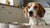 What Happens When a Dog Eats Spoiled Food: Understanding the Risks and Solutions