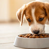 What Happens When a Puppy Eats Adult Dog Food? Understanding Puppy Nutrition Needs