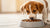 What Happens When a Puppy Eats Adult Dog Food? Understanding Puppy Nutrition Needs