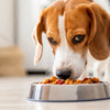 What Happens When Dogs Eat Hot Food: A Comprehensive Guide for Responsible Pet Owners