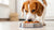 What Happens When Dogs Eat Hot Food: A Comprehensive Guide for Responsible Pet Owners