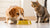 What Happens When My Dog Eats Cat Food? Understanding the Risks and Solutions-140140118255