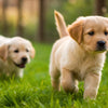 What Happens When Puppies Eat Adult Dog Food: Understanding Nutritional Needs