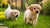 What Happens When Puppies Eat Adult Dog Food: Understanding Nutritional Needs
