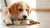 What Happens When You Feed a Puppy Adult Dog Food?