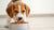 What Happens When You Give a Puppy Adult Dog Food?