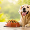 What Helps a Dog Gain Weight: A Comprehensive Guide for Pet Owners