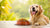 What Helps a Dog Gain Weight: A Comprehensive Guide for Pet Owners