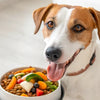 What Helps a Dog Gain Weight Fast: A Comprehensive Guide for Pet Owners