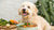 What Helps Dogs Gain Weight Fast: A Comprehensive Guide for Pet Owners
