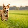 What Helps Dogs Lose Weight Fast: A Comprehensive Guide for Pet Owners