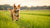 What Helps Dogs Lose Weight Fast: A Comprehensive Guide for Pet Owners