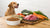 What Home Cooked Food Can Dogs Eat? A Comprehensive Guide for Pet Parents