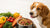 What Human Food Can Dogs Eat with Kidney Disease?