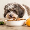 What Human Food Can Havanese Dogs Eat
