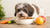 What Human Food Can Havanese Dogs Eat? A Comprehensive Guide for Pet Owners