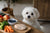 What Human Food Can Maltese Dogs Eat?