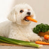 What Human Food Can Maltese Dogs Eat