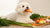 What Human Food Can Maltese Dogs Eat to Keep Them Happy and Healthy?