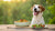 What Human Food Can My Dog Eat? A Comprehensive Guide for Responsible Pet Parents