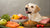 What Human Food Dogs Shouldn't Eat: A Comprehensive Guide for Pet Owners-140131762415