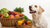 What Human Foods Are Safe for Dogs to Eat? A Comprehensive Guide for Pet Parents