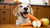 What Human Foods Can Dogs Safely Eat? A Comprehensive Guide for Pet Owners-140134351087