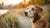 What Human Foods Can Dogs with Kidney Disease Eat: A Comprehensive Guide for Caring Pet Owners-140302614767