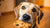 What If a Dog Eats a Chocolate Chip Cookie?-141102514415