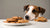 What If a Dog Eats Chocolate Chip Cookies? Understanding the Risks and Responses-140923011311