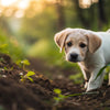 What If a Puppy Eats Adult Dog Food? Understanding the Implications and Best Practices