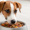 What If Dogs Eat Spicy Food: Risks and Remedies