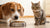What If My Dog Accidentally Eats Cat Food? Understanding the Risks and Preventive Measures
