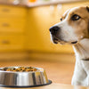 What If My Dog Doesn’t Want to Eat Dog Food? Understanding and Addressing This Common Concern