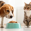 What If My Dog Eats Cat Food? Understanding the Risks and Solutions