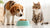 What If My Dog Eats Cat Food? Understanding the Risks and Solutions