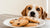 What If My Dog Eats Chocolate Chip Cookies? Understanding the Risks and Reactions-140924649711