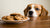 What If My Dog Eats Chocolate Chip Cookies? Understanding the Risks and What to Do