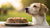 What If My Dog Eats Moldy Food? Understanding the Risks and What to Do Next